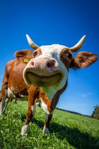 brown and white cow smiling photo